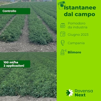 istantanee-dal-campo-2-piante-pomodori-da-industria-fonte-rovensa-next-redazionale-maggio2024-350x350.jpg